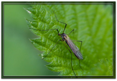 I_001trichocera saltator 180429-01.JPG