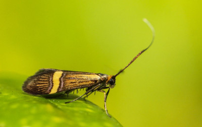 ADH_6581 Geelbandlangsprietmot  Mothing and Moth-watching.jpg