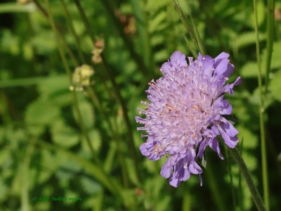 Beemdkroon-045988.JPG