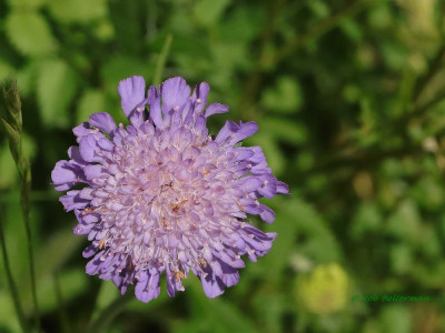 Beemdkroon-045989.JPG