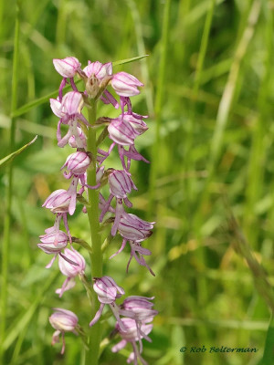 SoldaatXPoppen-046056.JPG
