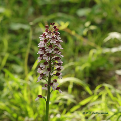 PurperOrchis-045749.JPG