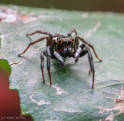 20150902_362 Spinnen Macro,footo, Insecten,.jpg