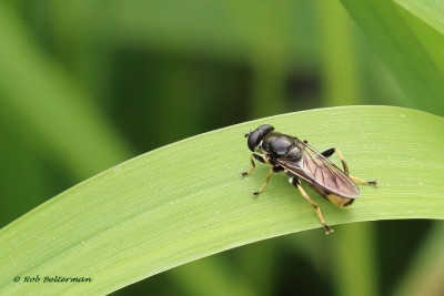 GroteGoudenBladloper-046314.JPG