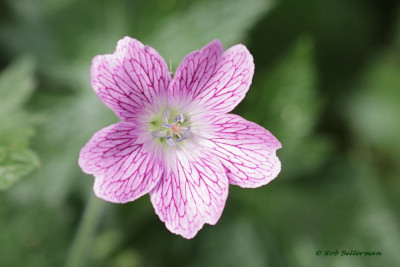 Geranium-046776.JPG