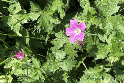 Geranium-IMG_2299.JPG