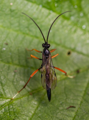 ADH_7380  Buathra laborator.jpg