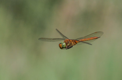 IMG_5896 Libellen & Juffers  Footo  Fotografen,  Odonata.jpg