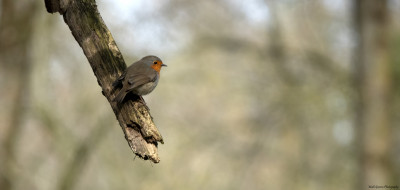 Roodborst   Onderste Caumer Heerlen  12 april 2021