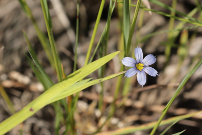 Sisyrinchium rosulatum-047454.JPG