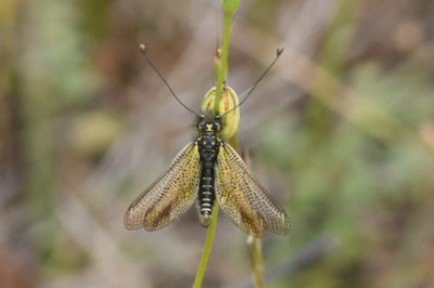 Libelloides longicornis