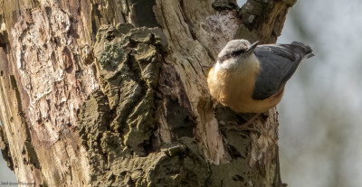 Boomklever    Onderste Caumer Heerlen  april 2021