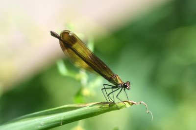 Koperen beekjuffer ♀