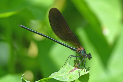 Koperen beekjuffer ♂