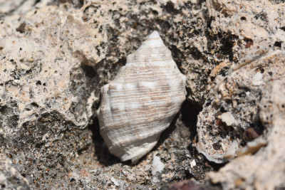 Stramonita haemastoma