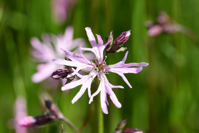 Echte Koekoeksbloem