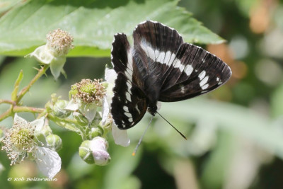 KleineIJsvogel-001648.JPG