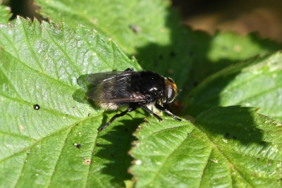 Grote narcisvlieg