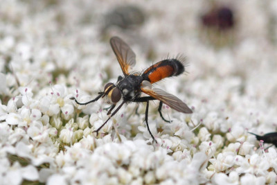 Cylindromyia interrupta