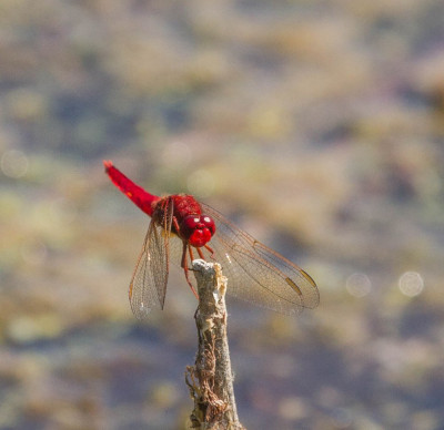 ADH_8745  Odonata.jpg