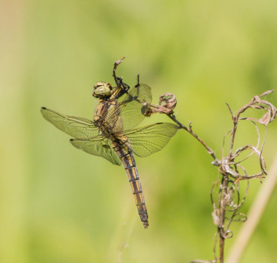 ADH_8673  Butterfly, Bee & Dragonfly.jpg