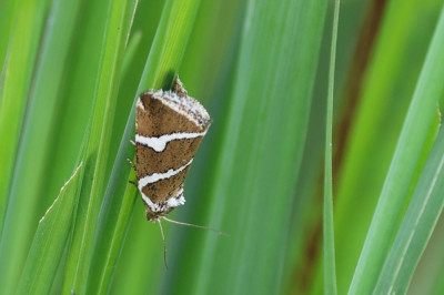 Zilverstreep-002027.JPG