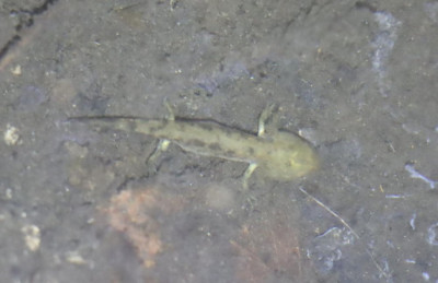 335502159_180665451389563_3650284879069639019_n Vuursalamander.jpg