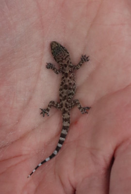 IMG_0568-2 Mediterrane tjitjac - Hemidactylus turcicus.jpg