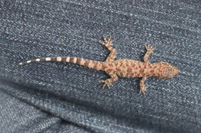 IMG_0561-2  Mediterrane Tjitjak - Hemidactylus turcicus.jpg