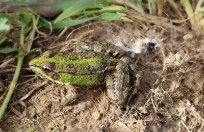 IMG_1324-2 Iberische meerkikker - Pelophylax perezi.jpg