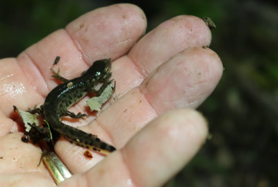 IMG_0675-2 Iberische watersalamander - Lissotriton boscai.jpg