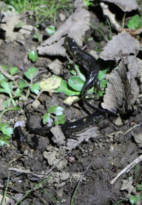 IMG_0676-2 Iberische watersalamander - Lissotriton boscai.jpg