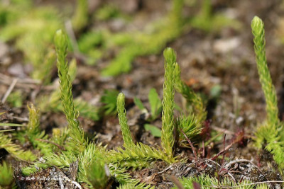 Moeraswolfsklauw-002280.JPG