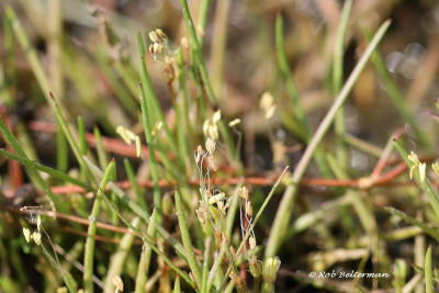 Oeverkruid-002253.JPG