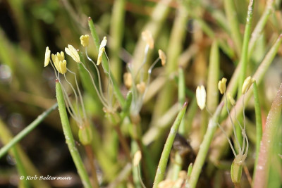 Oeverkruid-002254.JPG