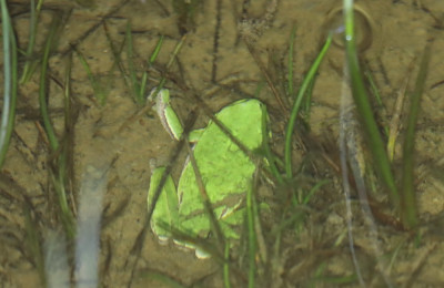 IMG_7366-2 Boomkikker (Hyla arborea).jpg