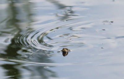 IMG_6637-2b Oostelijke Ringslang (Natrix natrix).jpg