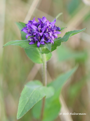 Kluwenklokje-002333.JPG