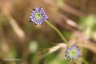Zandblauwtje-002217.JPG