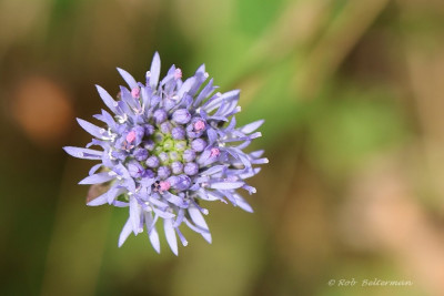 Zandblauwtje-002453.JPG