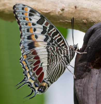 ADH_9828 Charaxes castor,  Fotografen.jpg