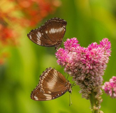 ADH_9792  Hypolimnas bolina  Butterflying Around the World,  Butterfly, Bee & Dragonfly,  Fotografen.jpg