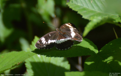Kleine ijsvogelvlinder - Limenitis camilla - België