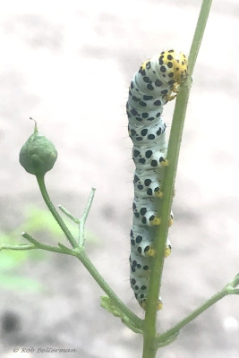 Rups_2754.jpg