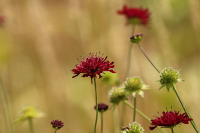 Knautia-004468.JPG