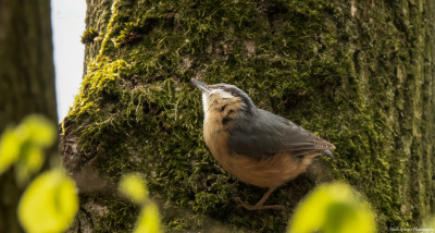 Boomklever   Onderste Caumer Heerlen  14 april 2021