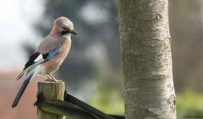 Gaai   Heerlerbaan/Onderste Caumer    14 april 2021