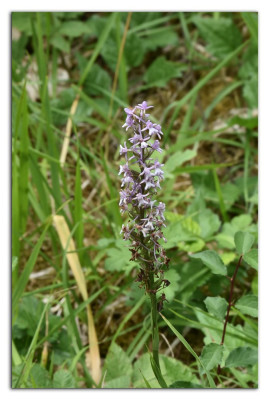 Gymnadenia conopsea 230707-01 kopie.jpg