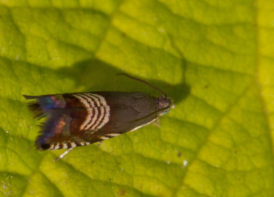 ADH_1382 Sergeant-majoortje.jpg