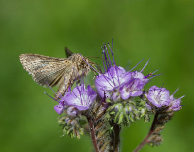 ADH_1245  Mothing.jpg